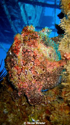 Frogfish on a wreck by Nicole Shrader 